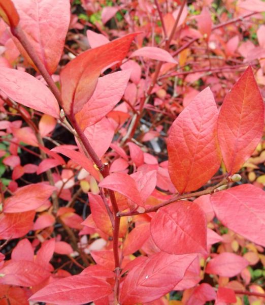 Vaccinium corymbosum 'Toro'